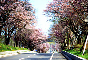 The Cherry Blossom Avenues