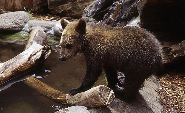 Noboribetsu Bear Park